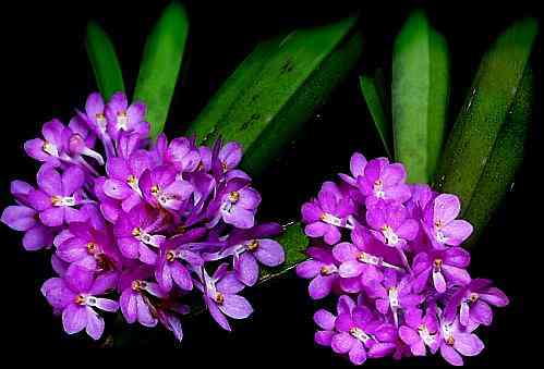 Ascocentrum ampullaceum